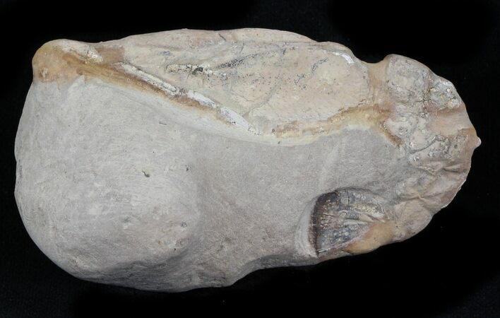 Fossil Lobster (Meyeria) - Cretaceous, Isle of Wight #30770